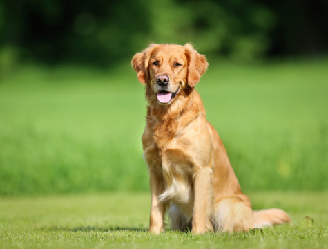 A golden retriever dog sitting in a field.